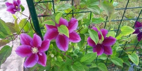 Kako posaditi klematis u proleće